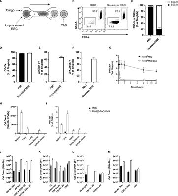 Engineered RBCs Encapsulating Antigen Induce Multi-Modal Antigen-Specific Tolerance and Protect Against Type 1 Diabetes